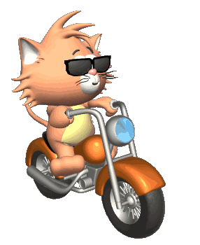cat on motorcycle